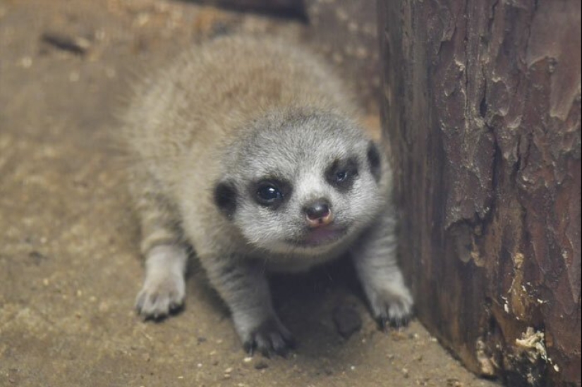 Loading dose of fluffy minimisethe: family of meerkats from Japan