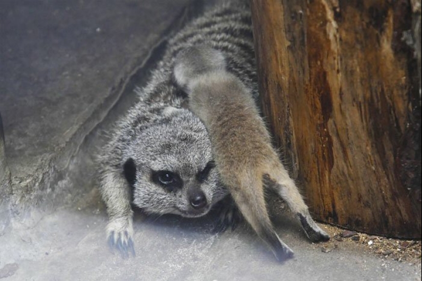 Loading dose of fluffy minimisethe: family of meerkats from Japan