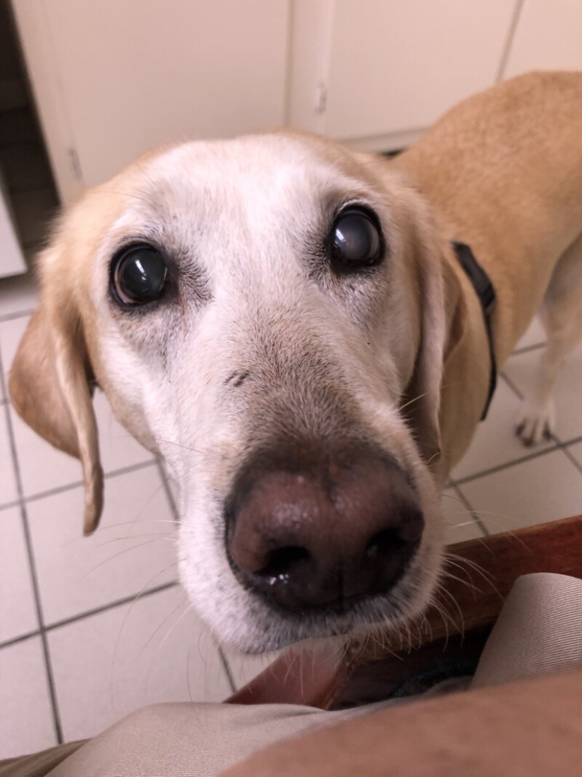 Looks right into the soul: 30 dogs who beg for food from their owners