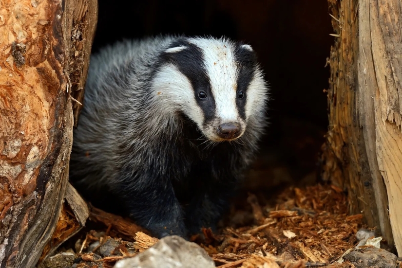 Los 10 animales más amorosos