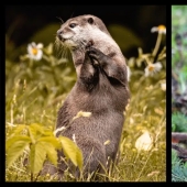 Los 10 animales más felices del mundo