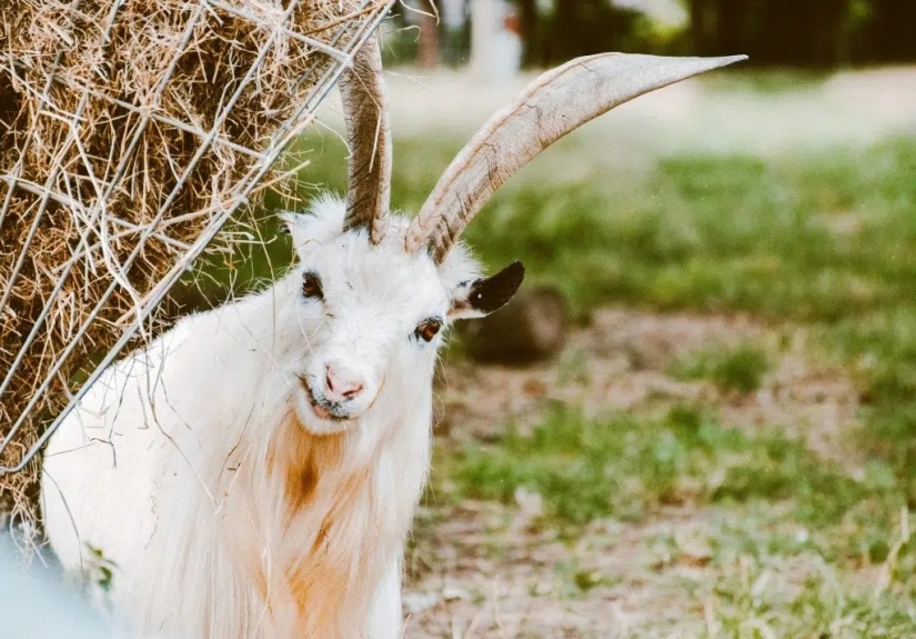 Los 10 animales más felices del mundo