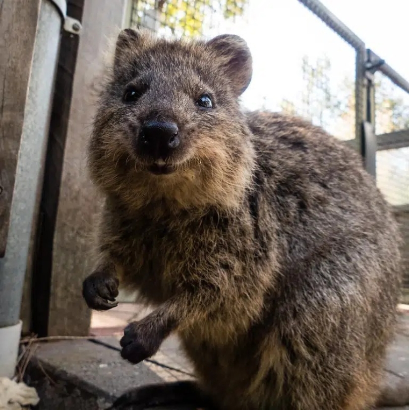 Los 10 animales más felices del mundo