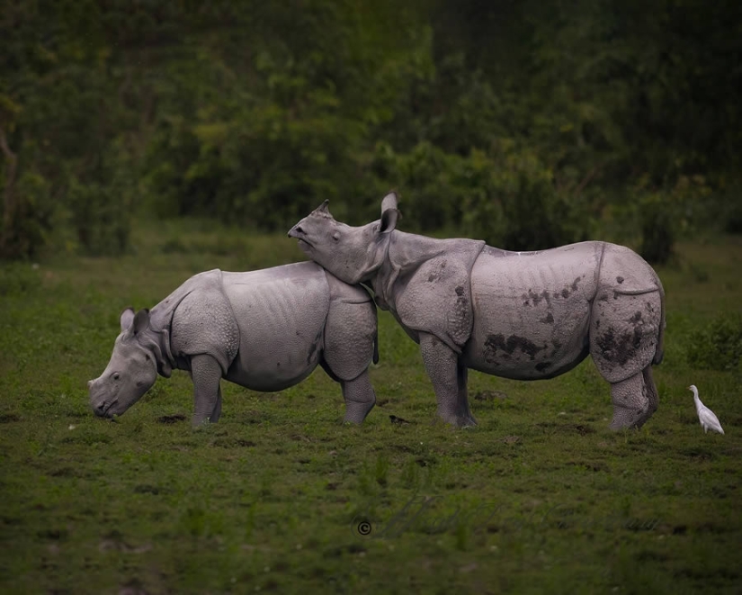 Los 10 mejores destinos de fotografía de vida salvaje que no te puedes perder en la India