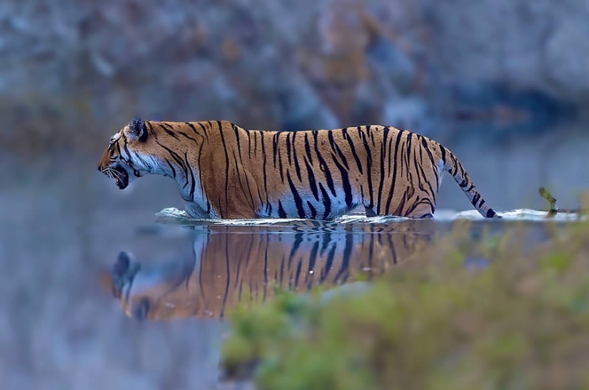 Los 10 mejores destinos de fotografía de vida salvaje que no te puedes perder en la India