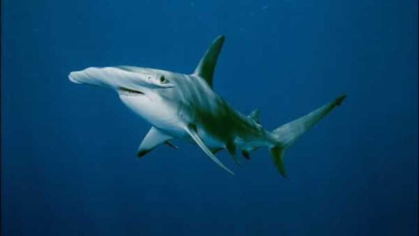 Los 10 tiburones más grandes del mundo