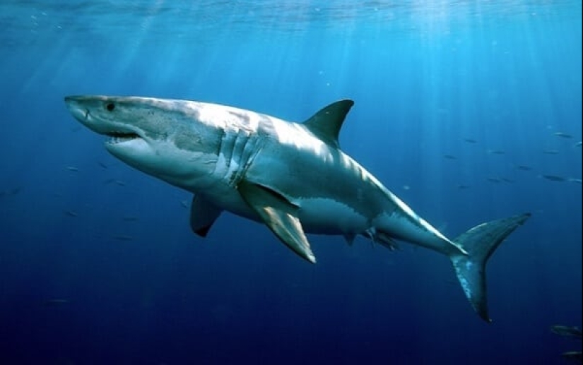 Los 10 tiburones más grandes del mundo