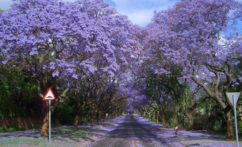 Los 10 túneles de árboles más bellos del mundo