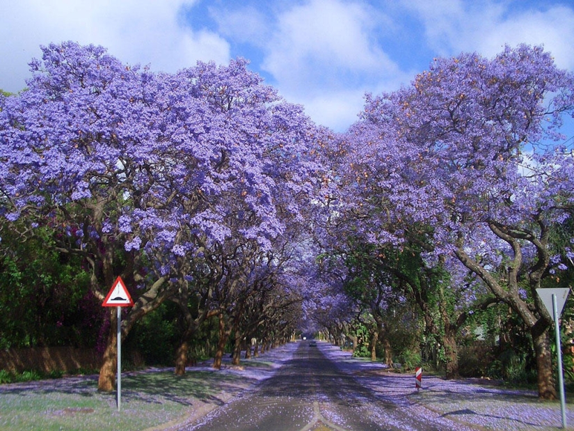 Los 10 túneles de árboles más bellos del mundo