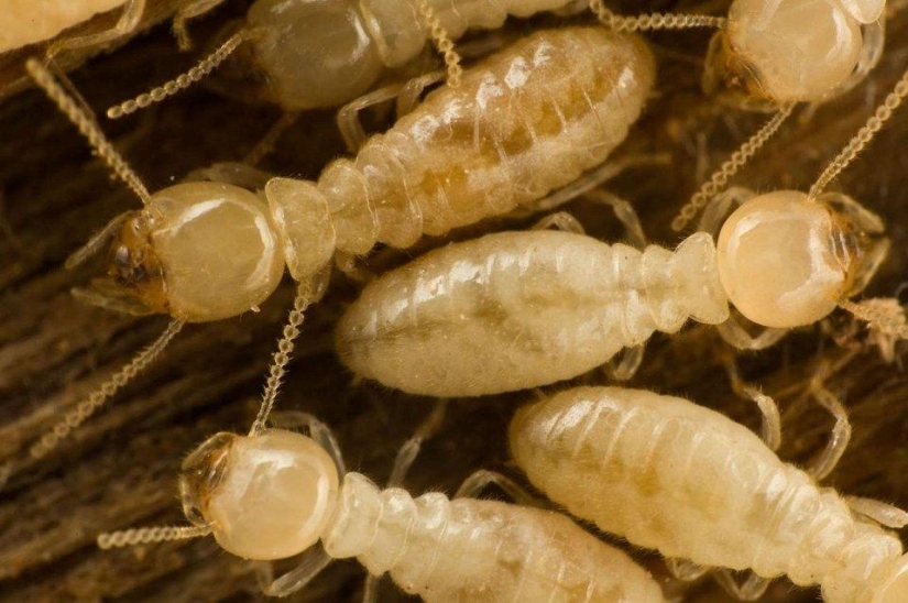 los 25 insectos más peligrosos del planeta