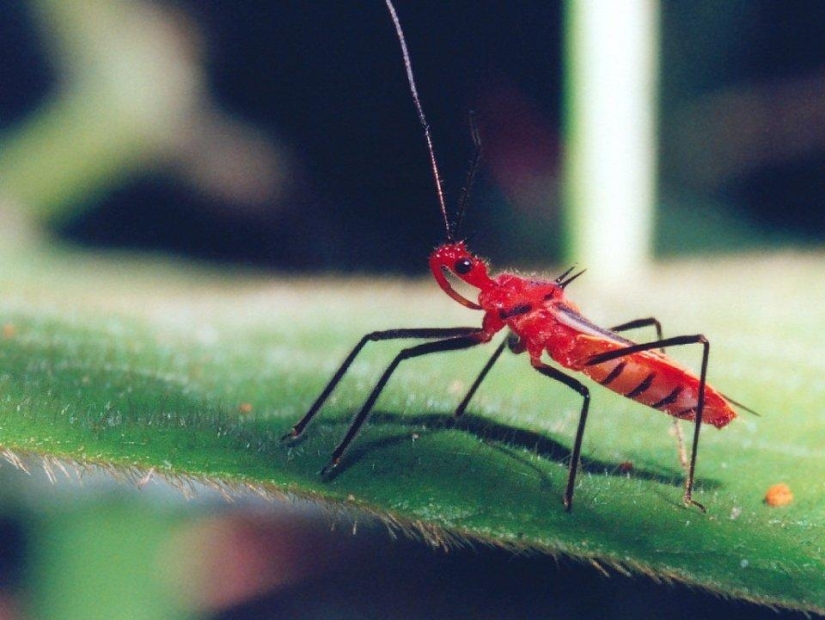 los 25 insectos más peligrosos del planeta