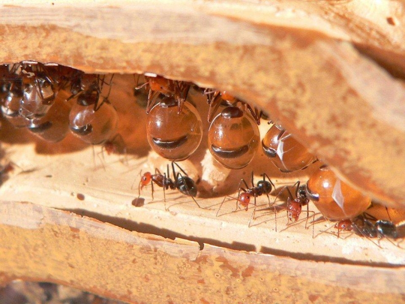 los 25 insectos más peligrosos del planeta