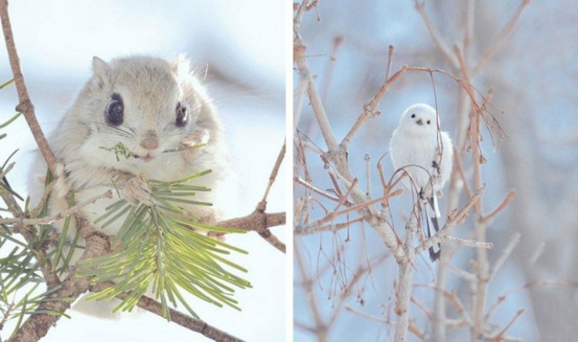 Los 7 animales más lindos de Hokkaido