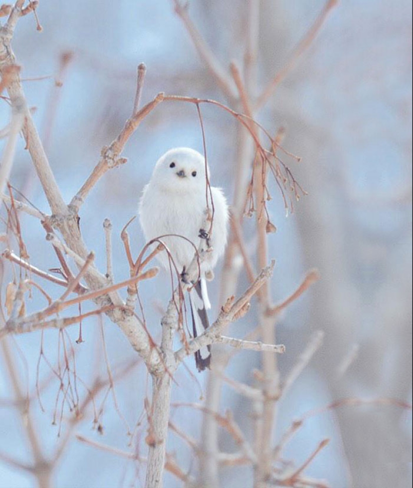 Los 7 animales más lindos de Hokkaido