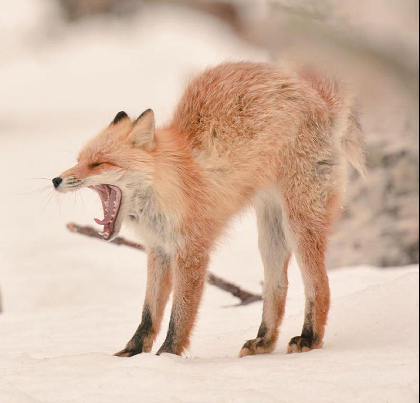 Los 7 animales más lindos de Hokkaido