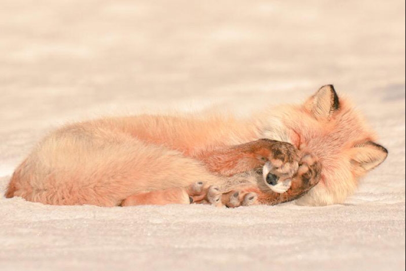 Los 7 animales más lindos de Hokkaido