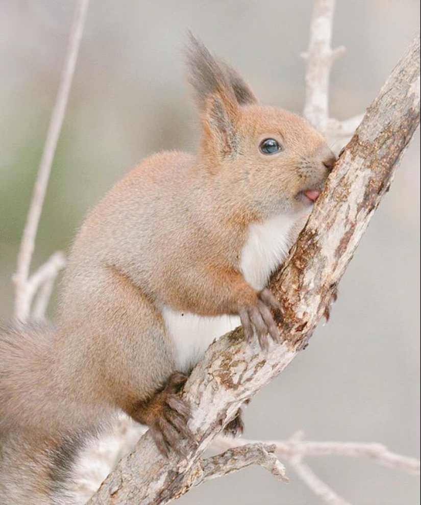 Los 7 animales más lindos de Hokkaido