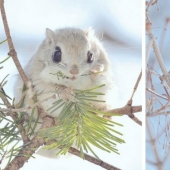 Los 7 animales más lindos de Hokkaido