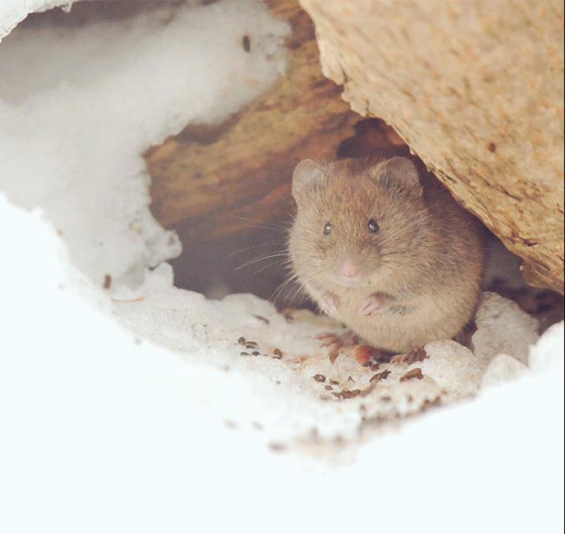 Los 7 animales más lindos de Hokkaido