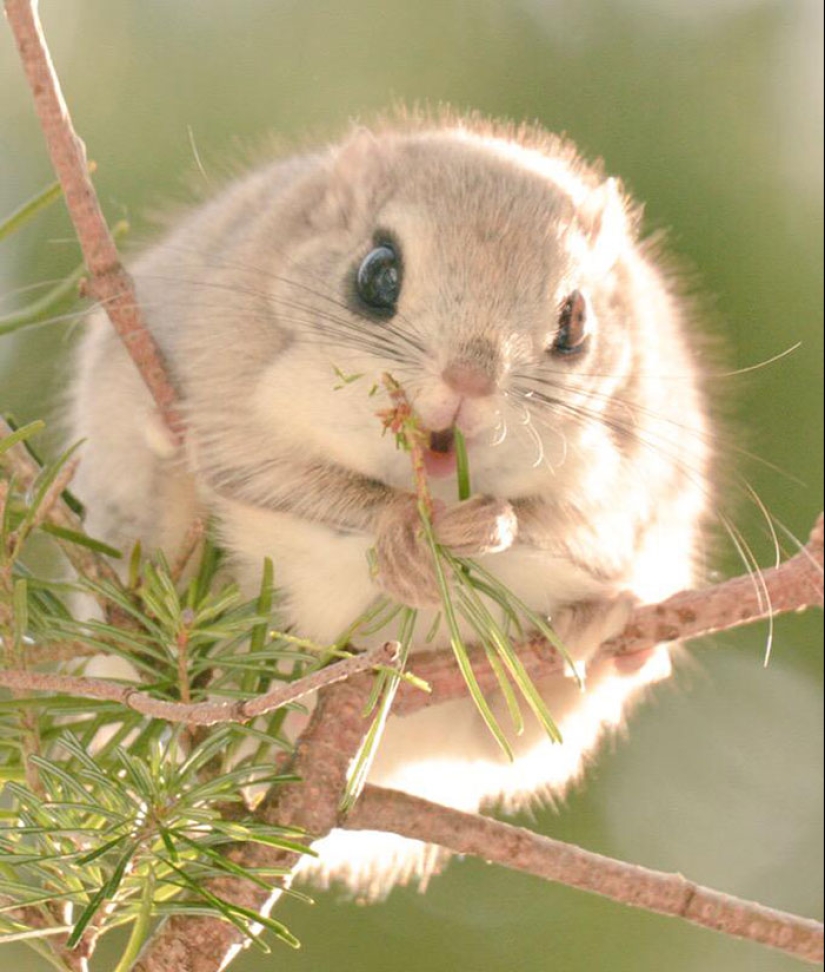 Los 7 animales más lindos de Hokkaido