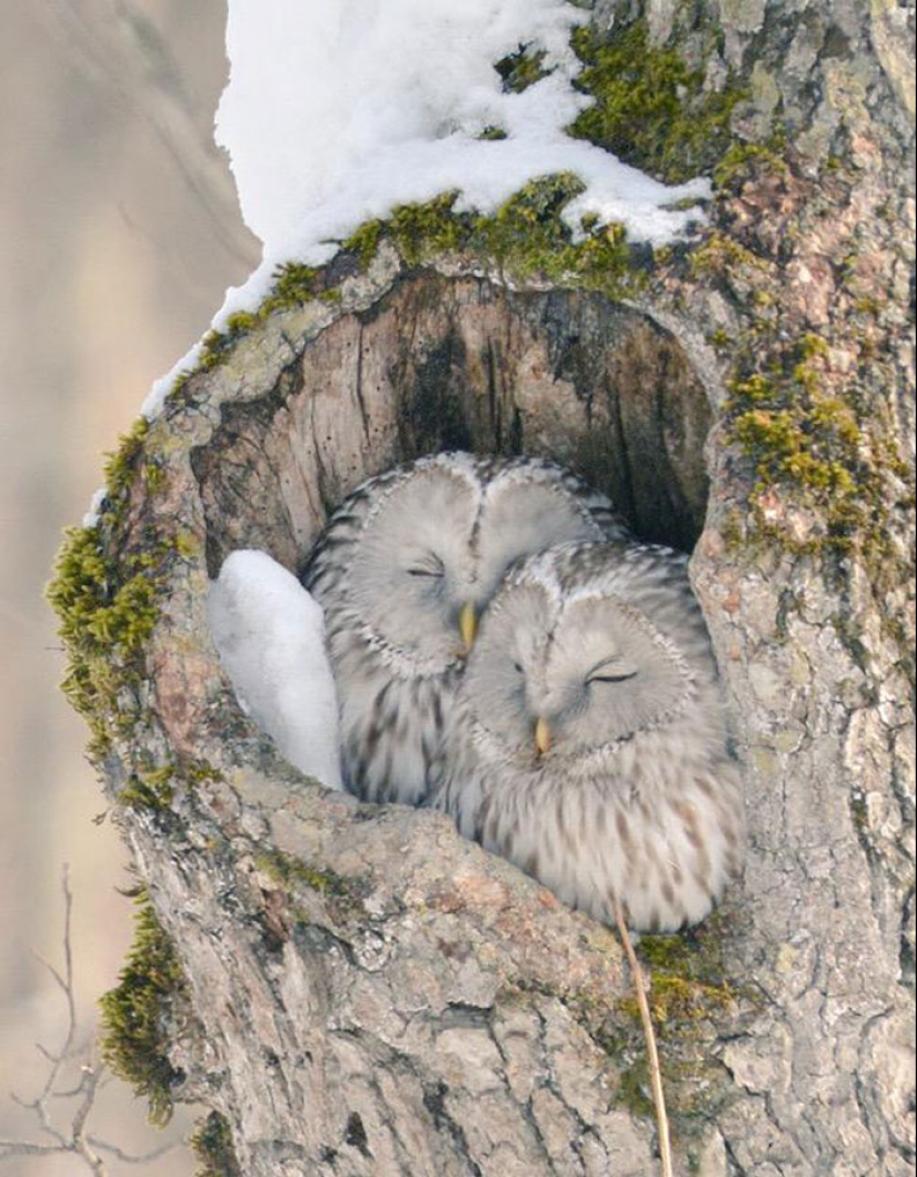 Los 7 animales más lindos de Hokkaido