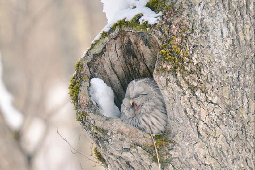 Los 7 animales más lindos de Hokkaido