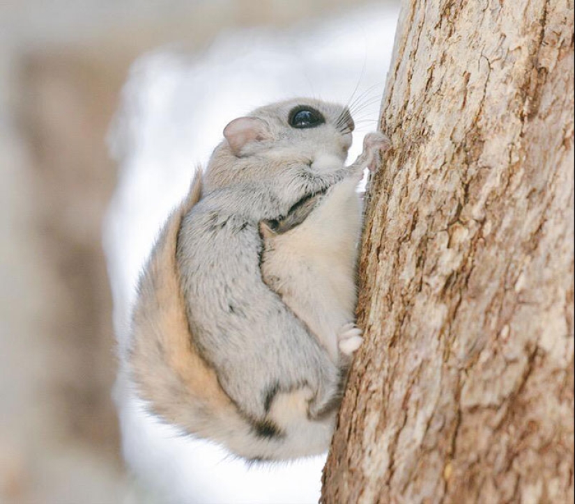 Los 7 animales más lindos de Hokkaido