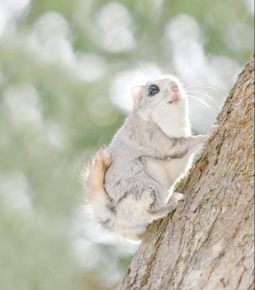 Los 7 animales más lindos de Hokkaido