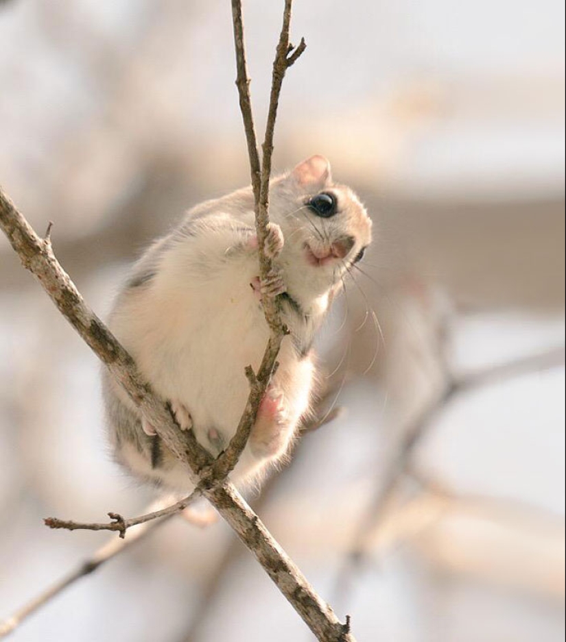 Los 7 animales más lindos de Hokkaido