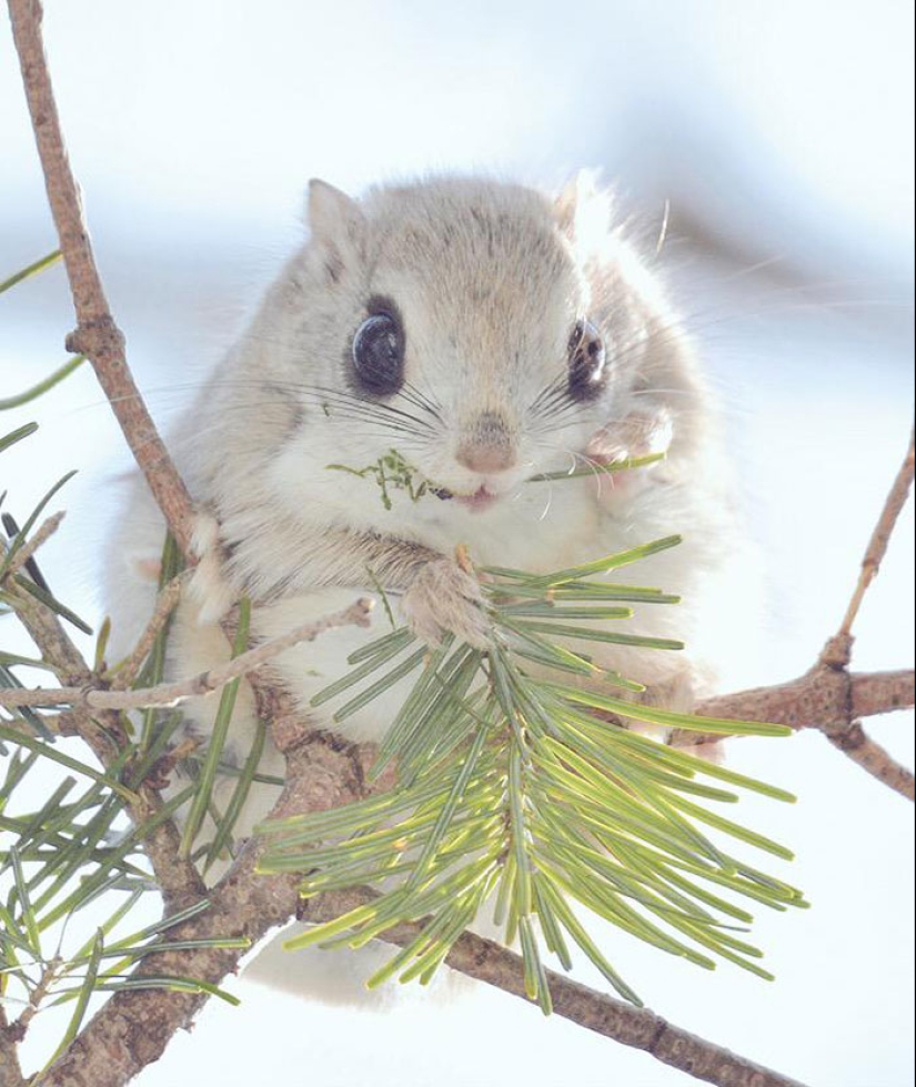 Los 7 animales más lindos de Hokkaido