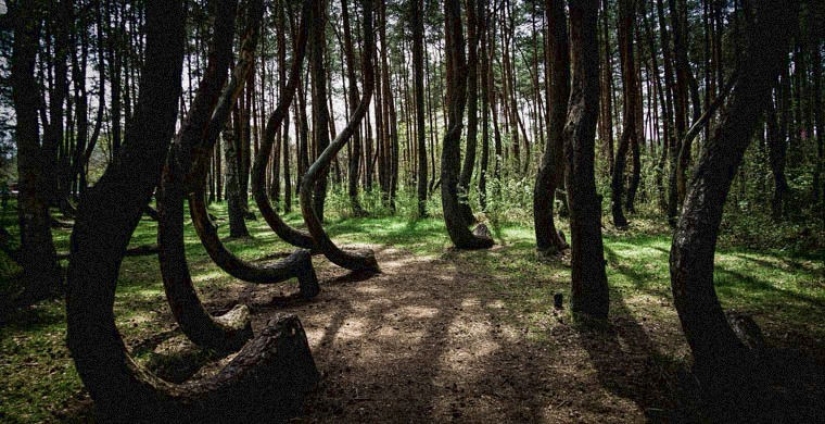 los 7 bosques más aterradores del planeta