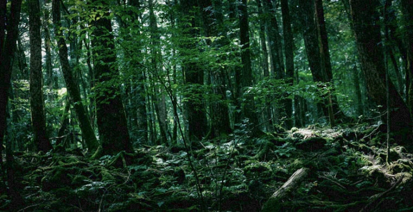 los 7 bosques más aterradores del planeta