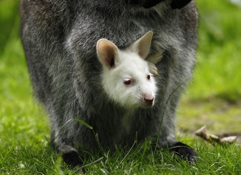 Los animales bebés más lindos