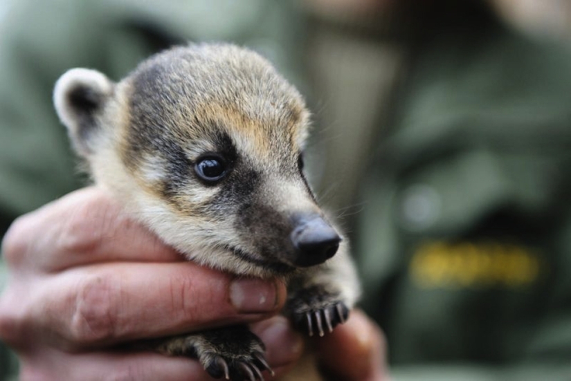 Los animales bebés más lindos