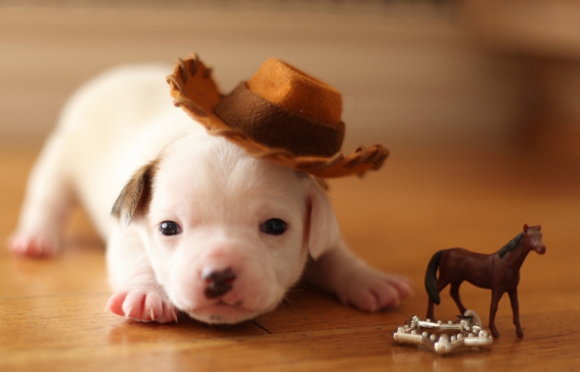 Los animales bebés más lindos