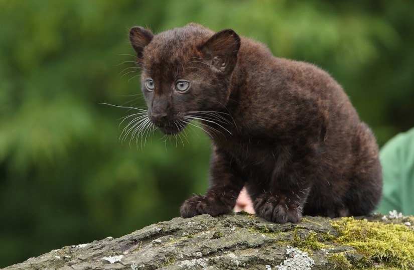 Los animales bebés más lindos