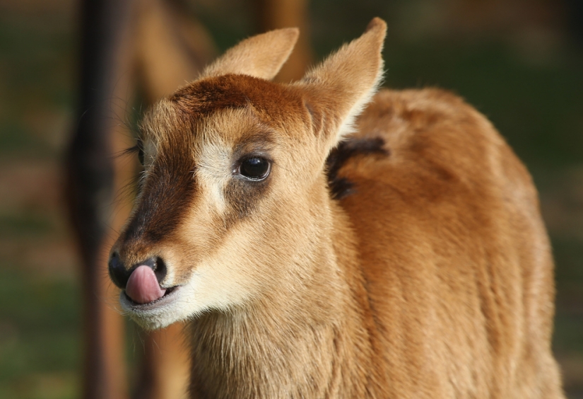 Los animales bebés más lindos