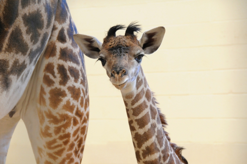 Los animales bebés más lindos