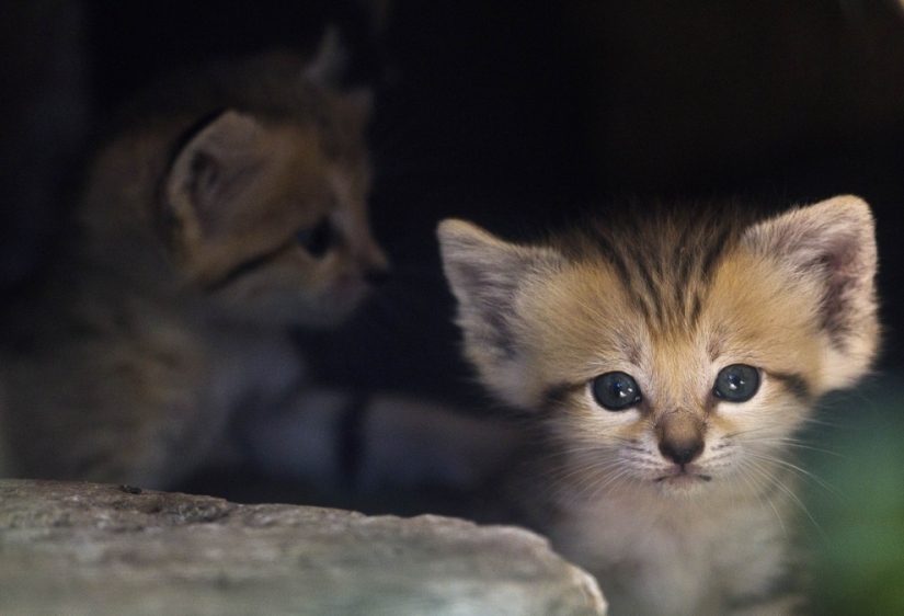 Los animales bebés más lindos