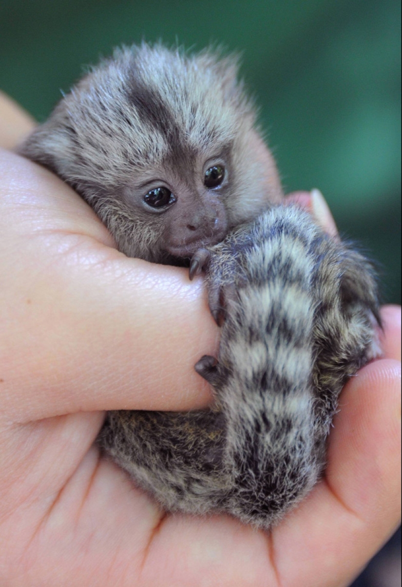 Los animales bebés más lindos