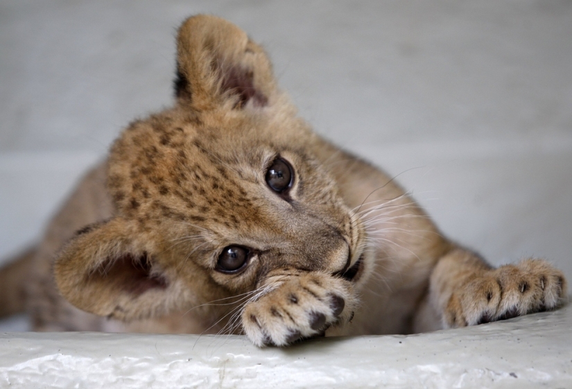 Los animales bebés más lindos