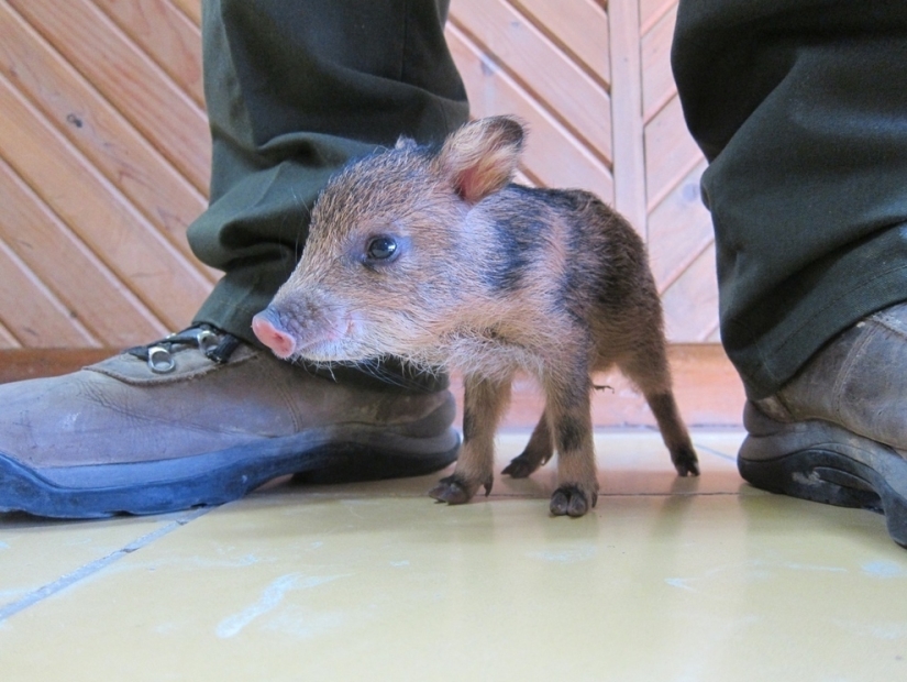 Los animales bebés más lindos