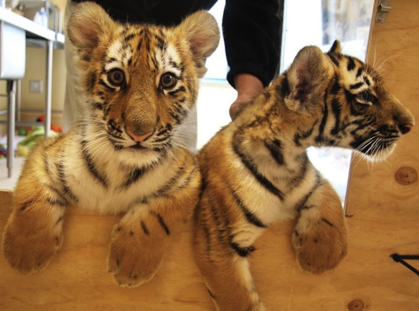 Los animales bebés más lindos