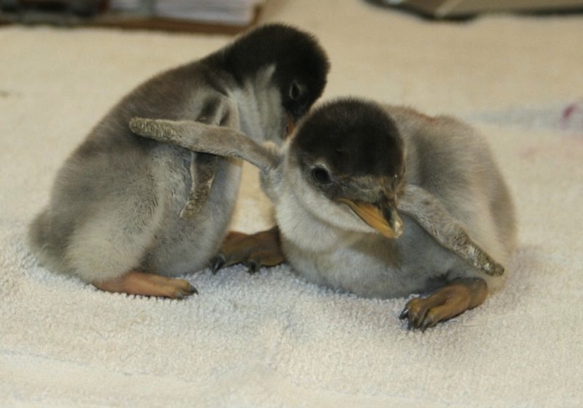 Los animales bebés más lindos