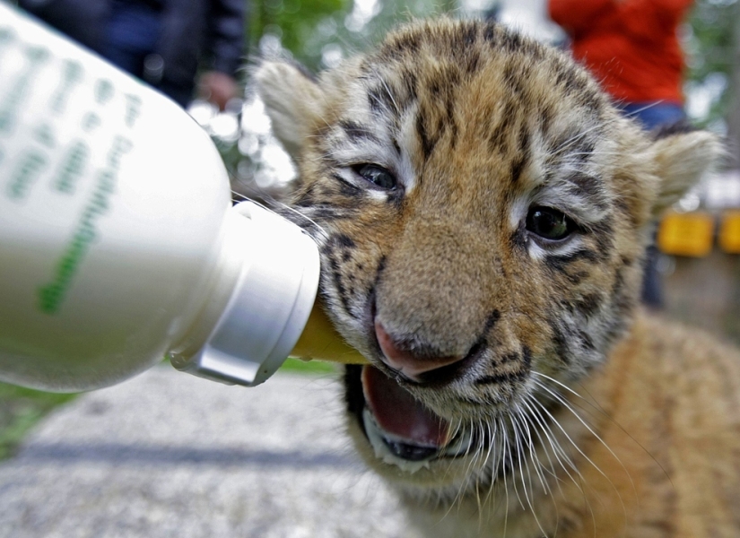 Los animales bebés más lindos