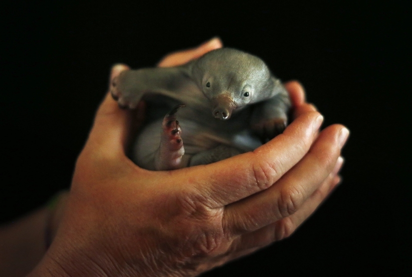 Los animales bebés más lindos