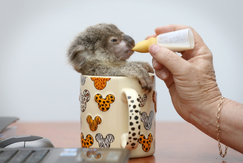 Los animales bebés más lindos