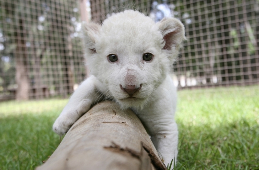 Los animales bebés más lindos