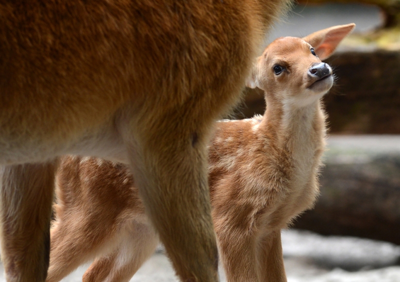 Los animales bebés más lindos