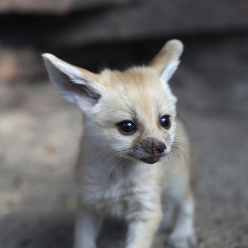 Los animales bebés más lindos